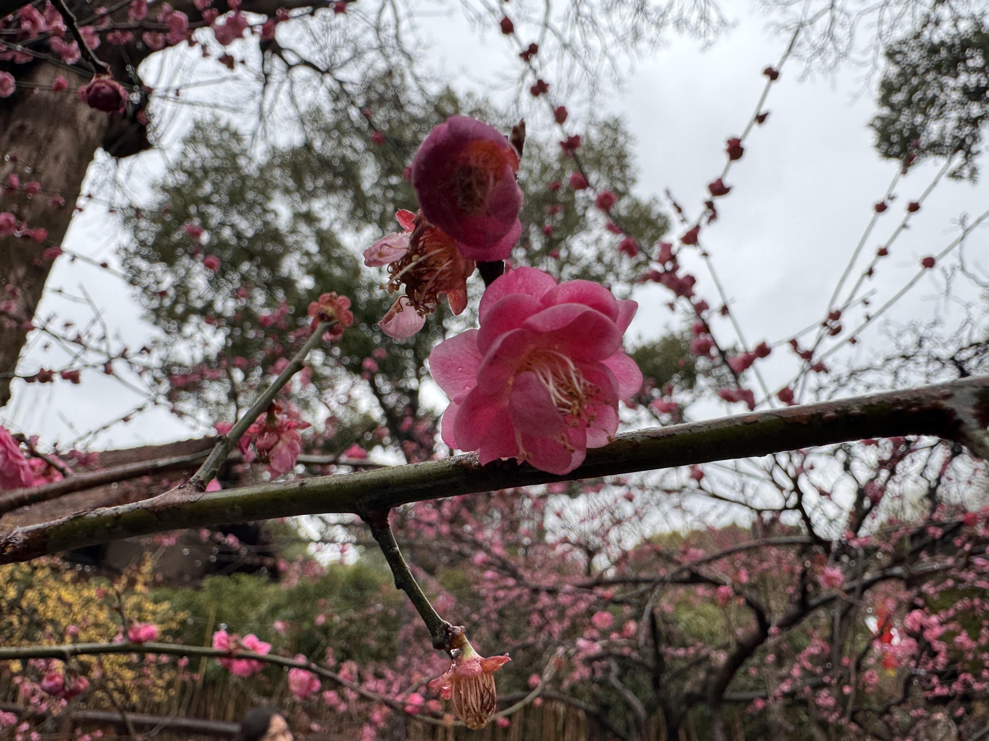 Blossom